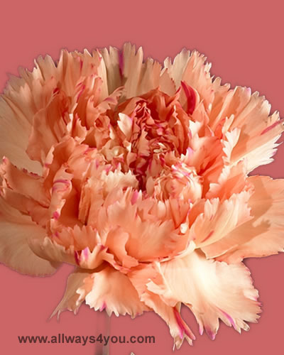 Carnation Raggio Di Sole Flowers